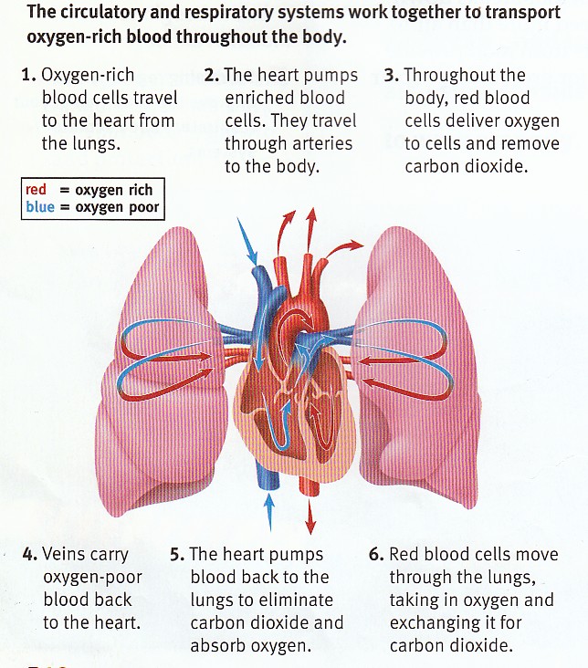 Sample 1: Heart and Lung Diagram - Accessible Image Sample ...