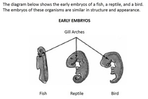 A diagram showing the early embryos of a fish,a reptile, and a bird. The embryos of these organisms are similar in structure and appearance. 