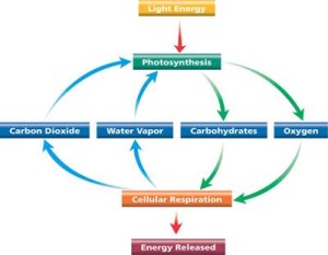 The cycle of Photosynthesis