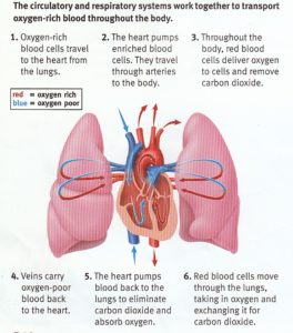 Sample 1: Heart and Lung Diagram - DIAGRAM Center
