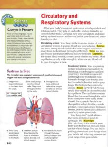 full page for heart and lungs image