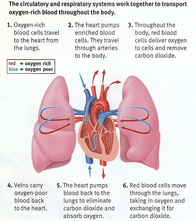 the heart and lungs